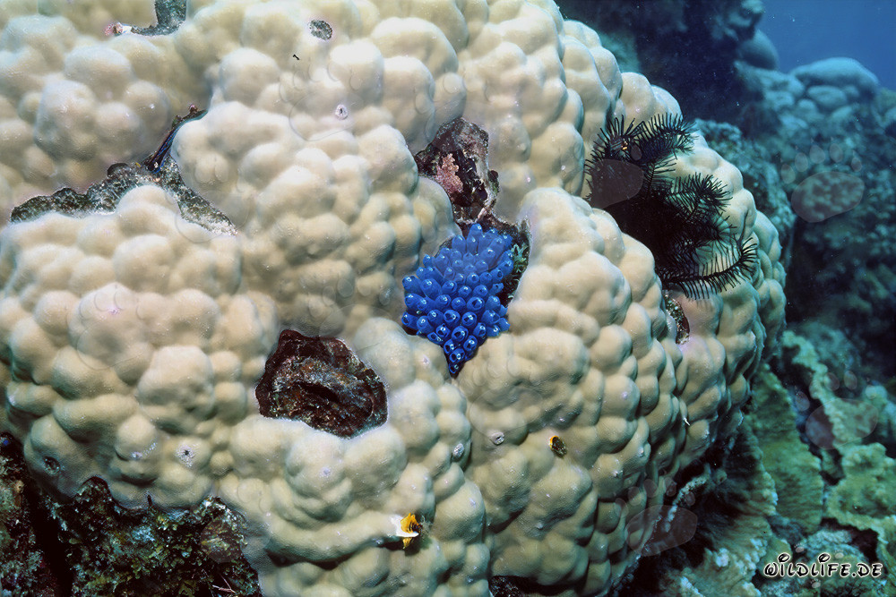 Blue sponge on coral in the waters of Namenalala, Fiji