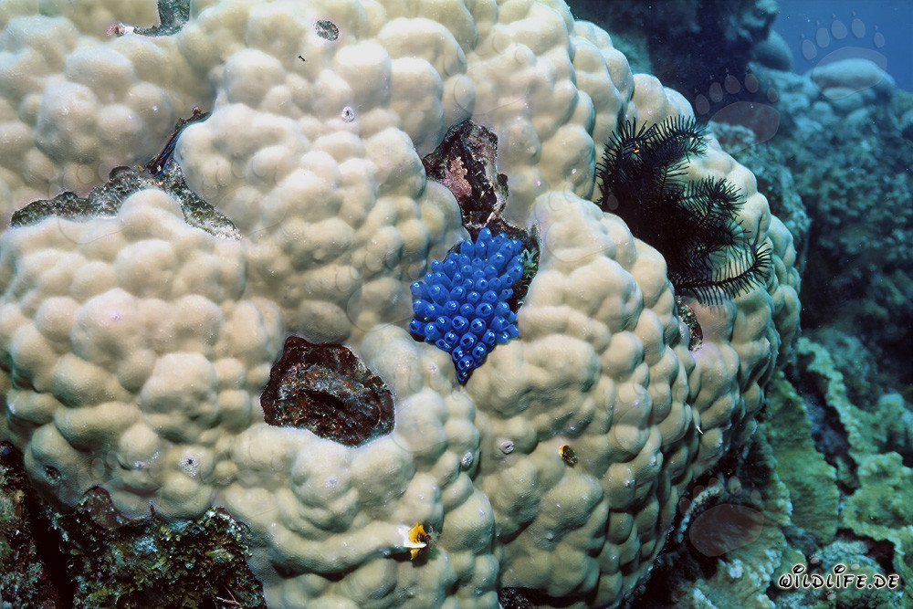 Spugna blu su corallo nelle acque di Namenalala, Fiji