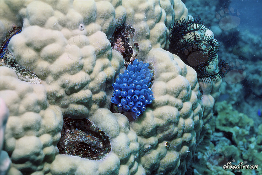 Éponge bleue fascinante dans les eaux de Namenalala, Vanua Levu, Fidji
