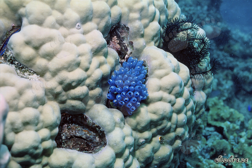 Esponja azul fascinante en las aguas de Namenalala, Vanua Levu, Fiji