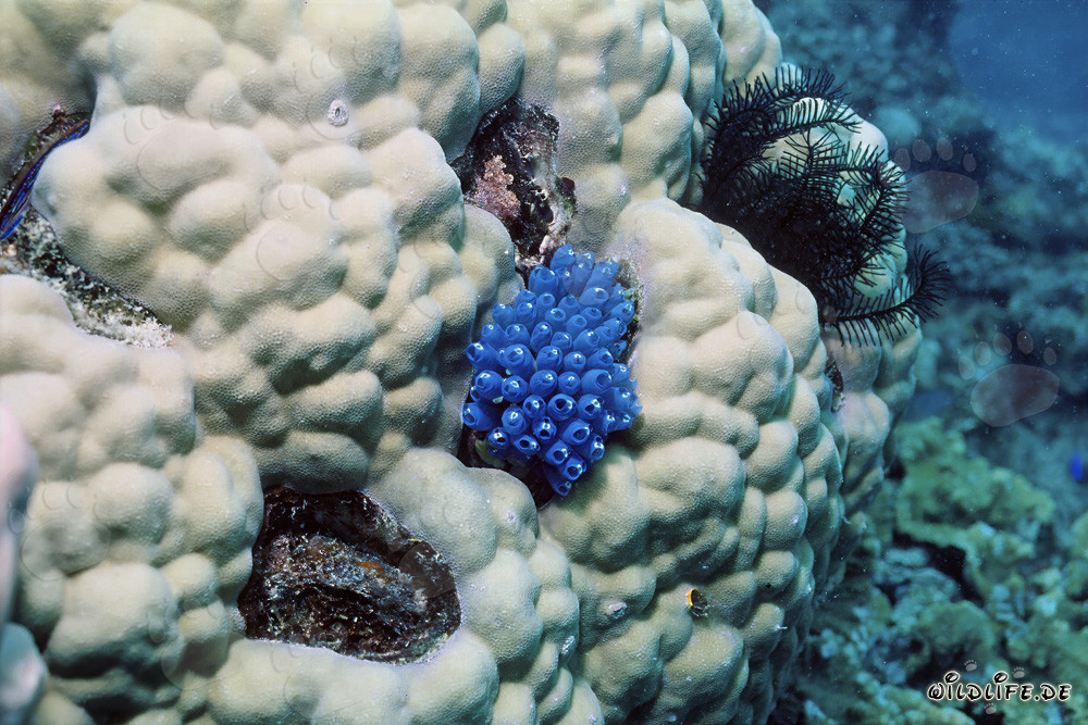 Spugna blu affascinante nelle acque di Namenalala, Vanua Levu, Figi