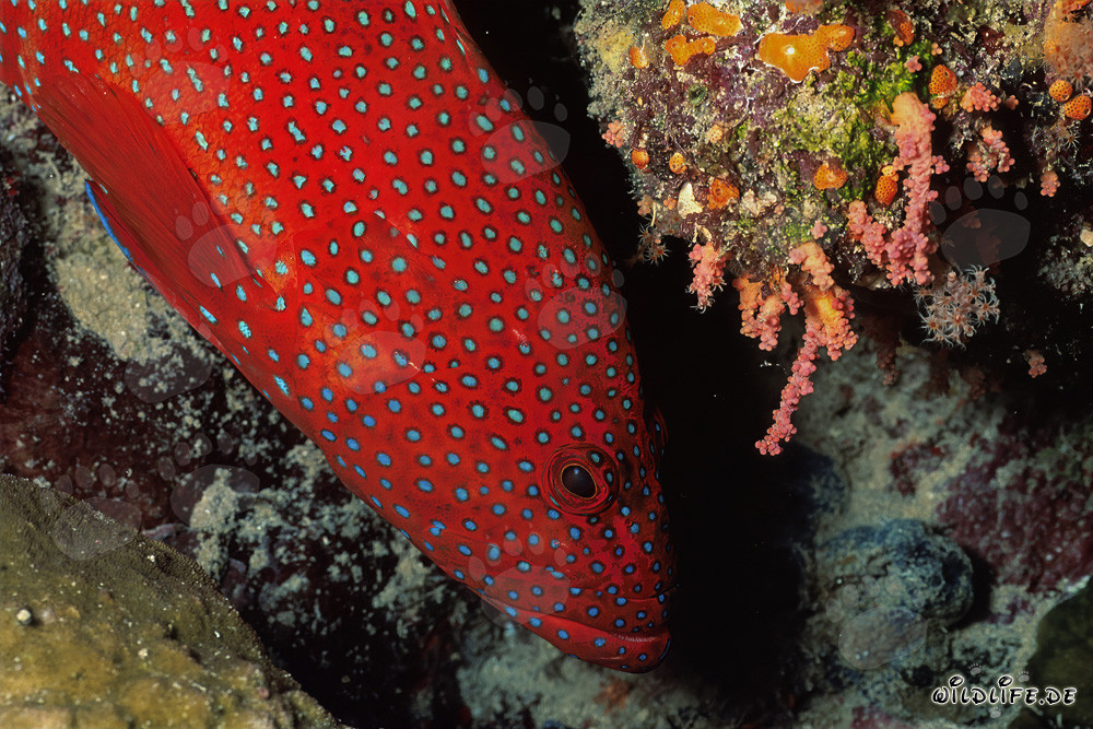Groupe à écailles de joyaux (Cephalopholis miniata) dans le récif corallien