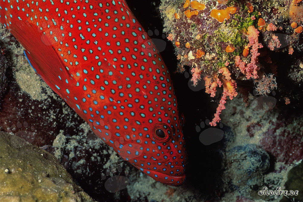 Jewel Grouper (Cephalopholis miniata) in Coral Reef