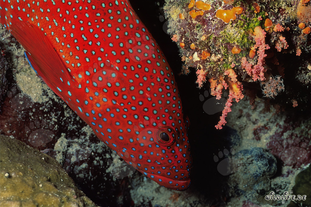 Pez joya (Cephalopholis miniata) en el arrecife de coral