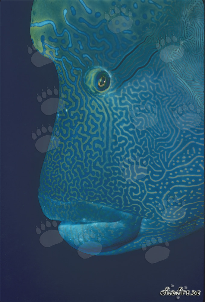 Humphead Wrasse (Cheilinus undulatus) in the Red Sea