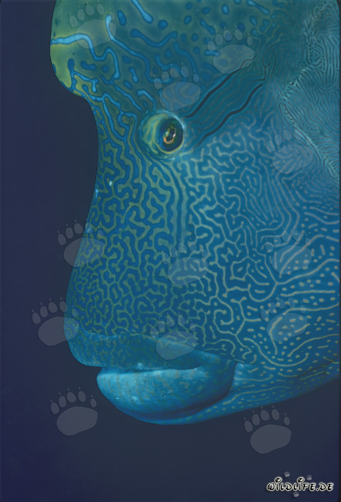 Napoleon-Lippfisch (Cheilinus undulatus) im Roten Meer
