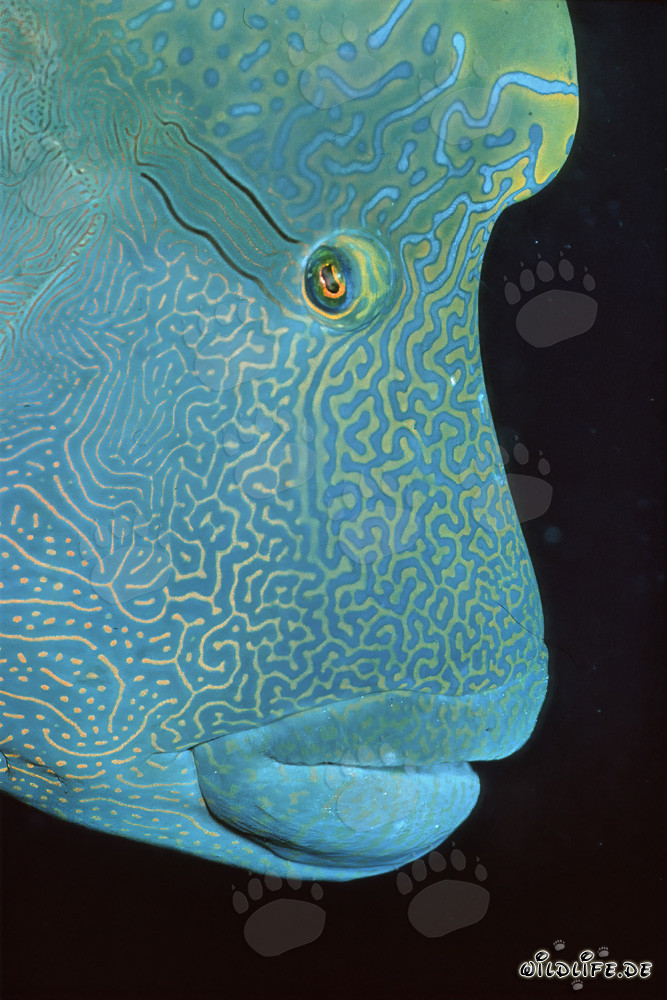 Faszinierendes Portrait eines Napoleon-Lippfisches