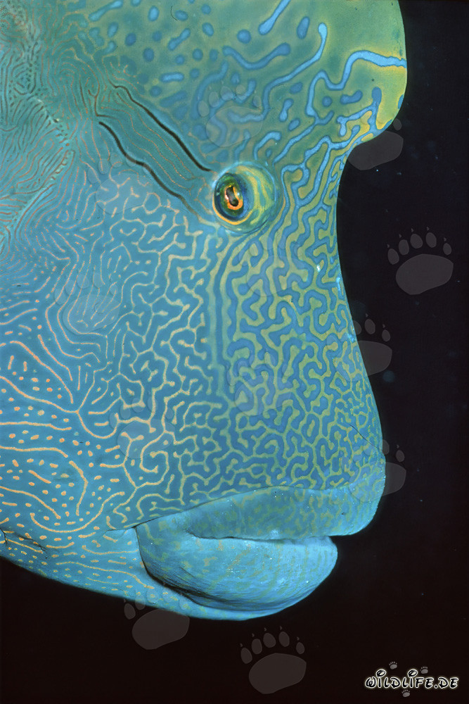 Fascinating Portrait of a Napoleon Wrasse
