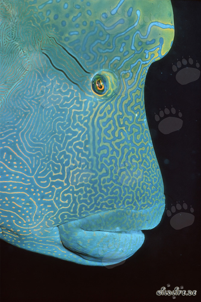 Ritratto affascinante di un pesce Napoleone