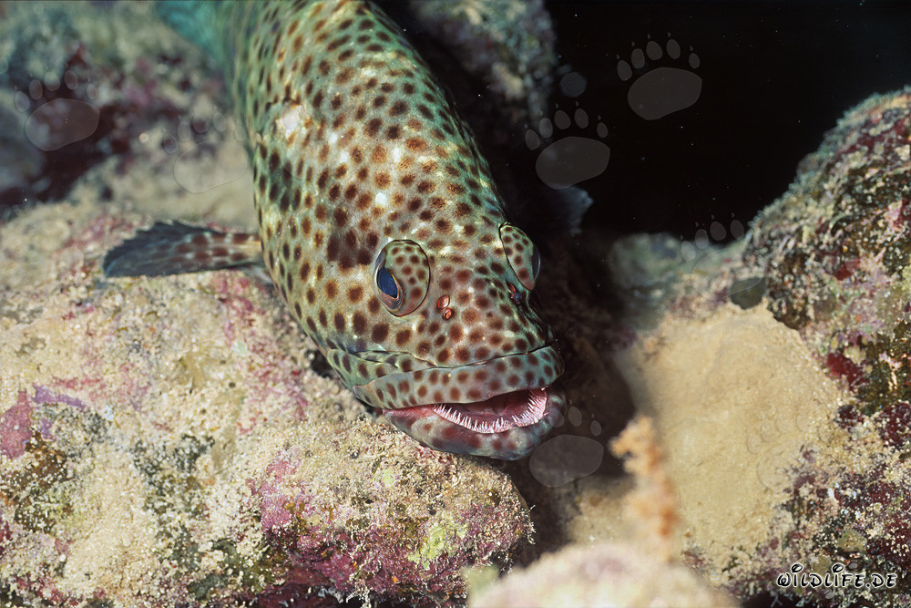 Cernia maculata bruna (Epinephelus tauvina)