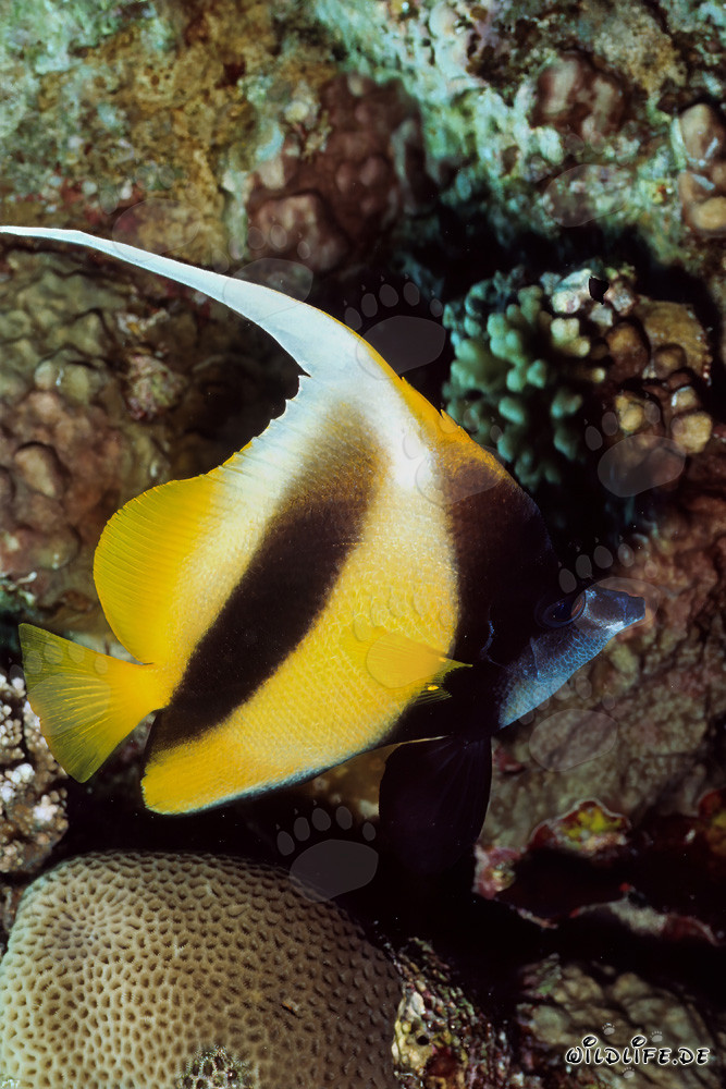 Magnifique poisson bannière de la mer Rouge dans les eaux claires au large de Ras Mohammad, Égypte