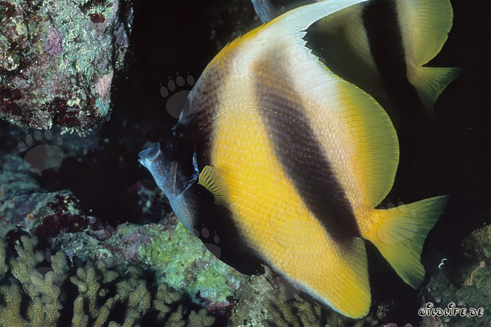 Affascinante pesce angelo del Mar Rosso nella riserva naturale di Ras Mohammad