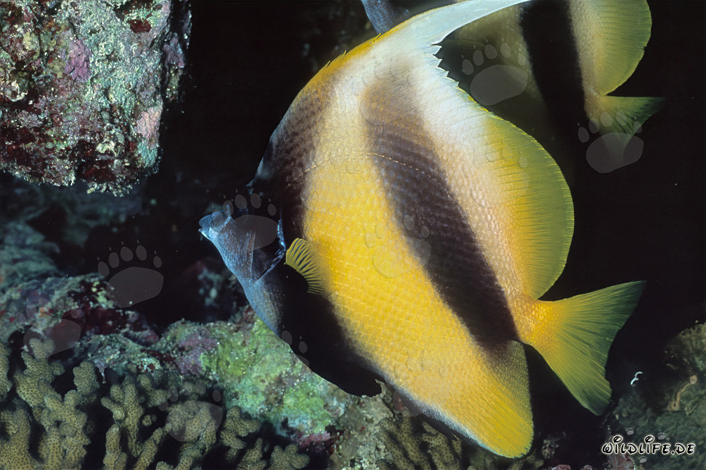 Fascinant poisson-ange de la mer Rouge dans la réserve naturelle de Ras Mohammad
