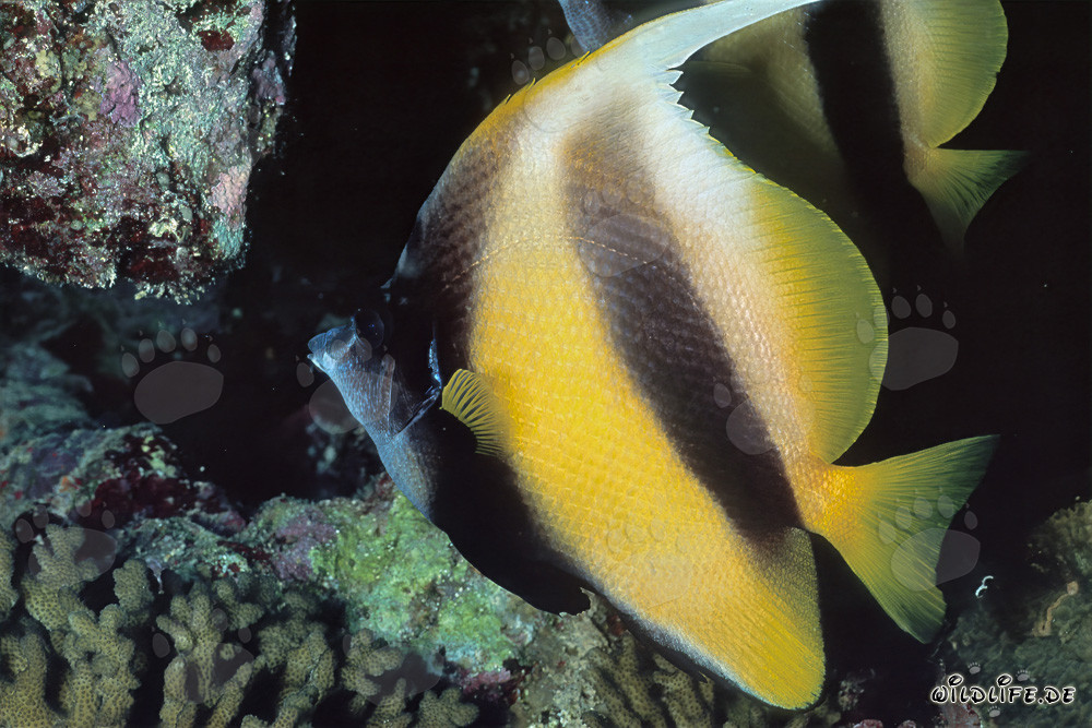 Fascinating Red Sea Bannerfish in the Ras Mohammad Nature Reserve