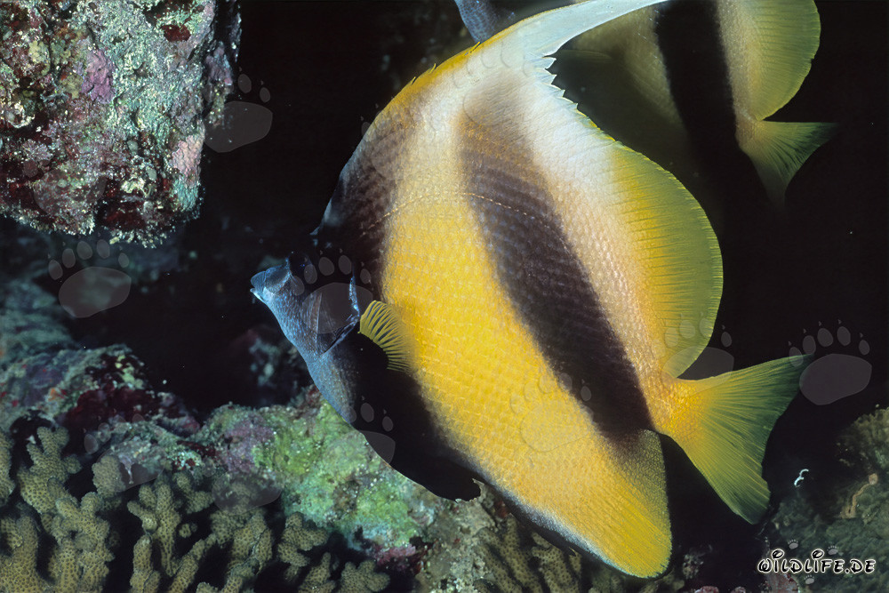 Wimpelfisch
