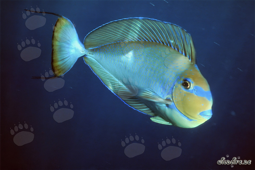 Chirurgien à épines noires dans la mer Rouge