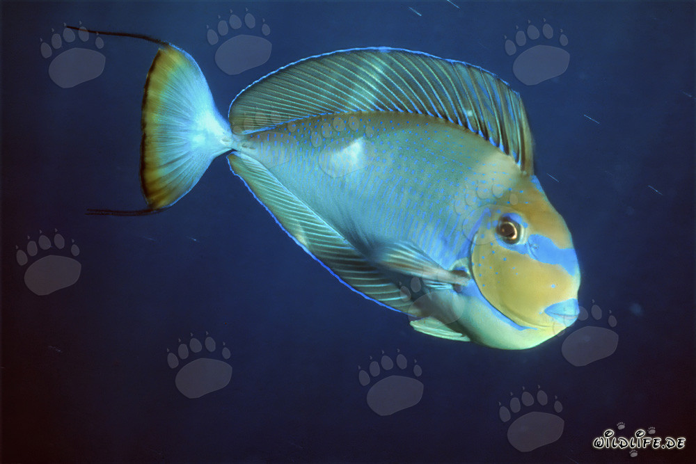 Chirurgo spinoso nero nel Mar Rosso