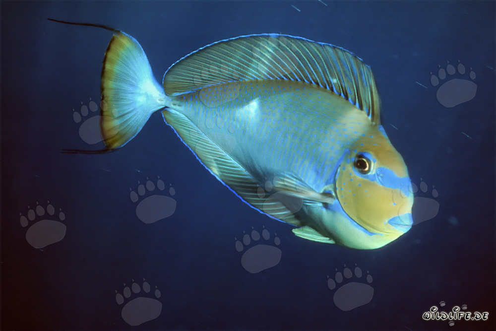 Elongate Tang in the Red Sea