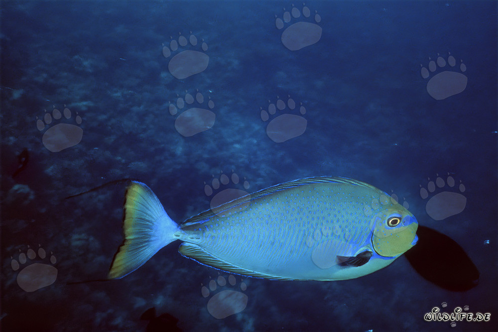 Chirurgien noir d'acanthurus dans les eaux cristallines de la mer Rouge