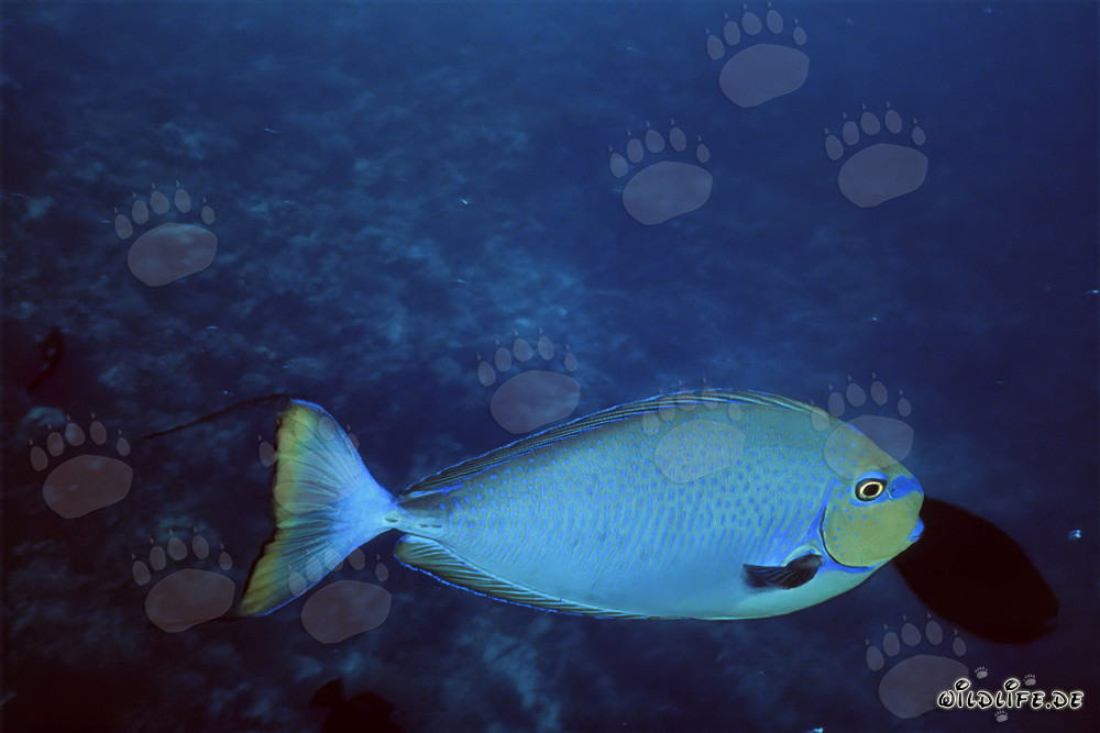 Chirurgo nero di acanthurus nelle acque cristalline del Mar Rosso