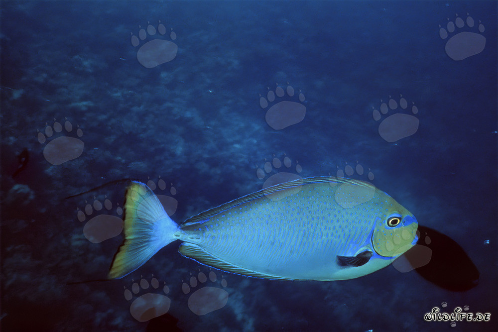 Elongate Tang in the crystal-clear waters of the Red Sea