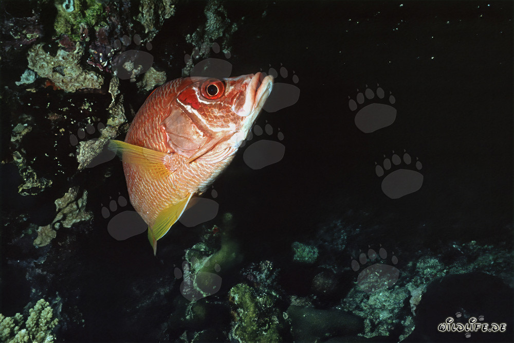 Giant squirrelfish