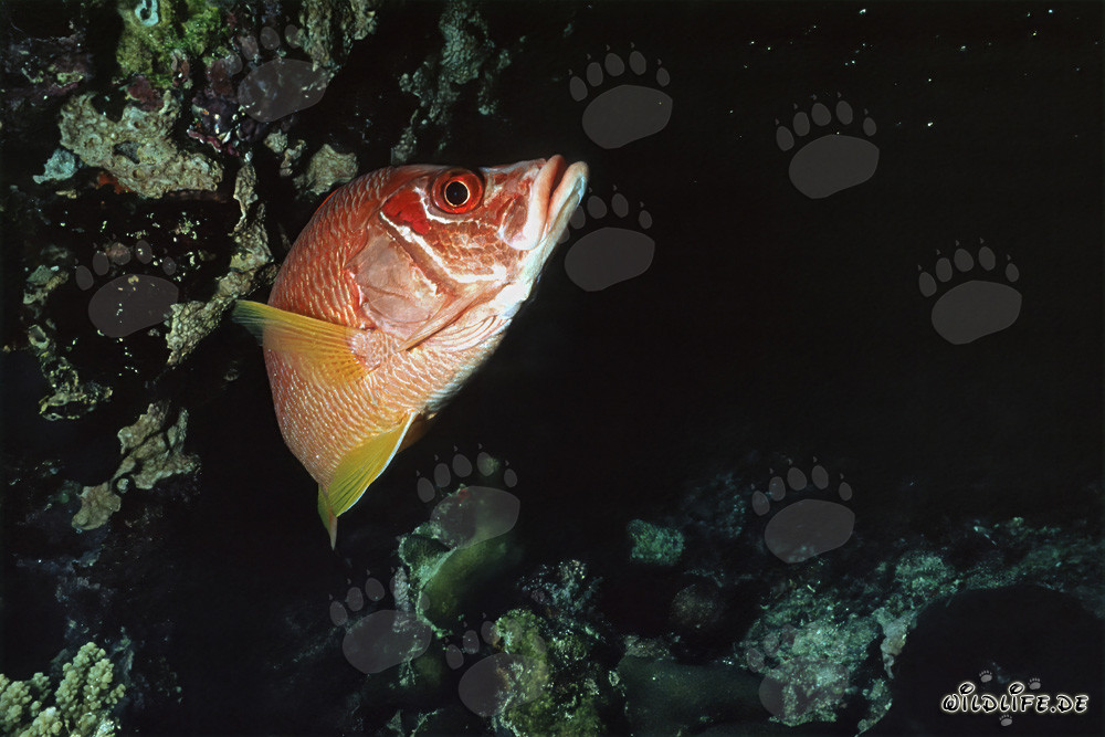 Ardilla gigante