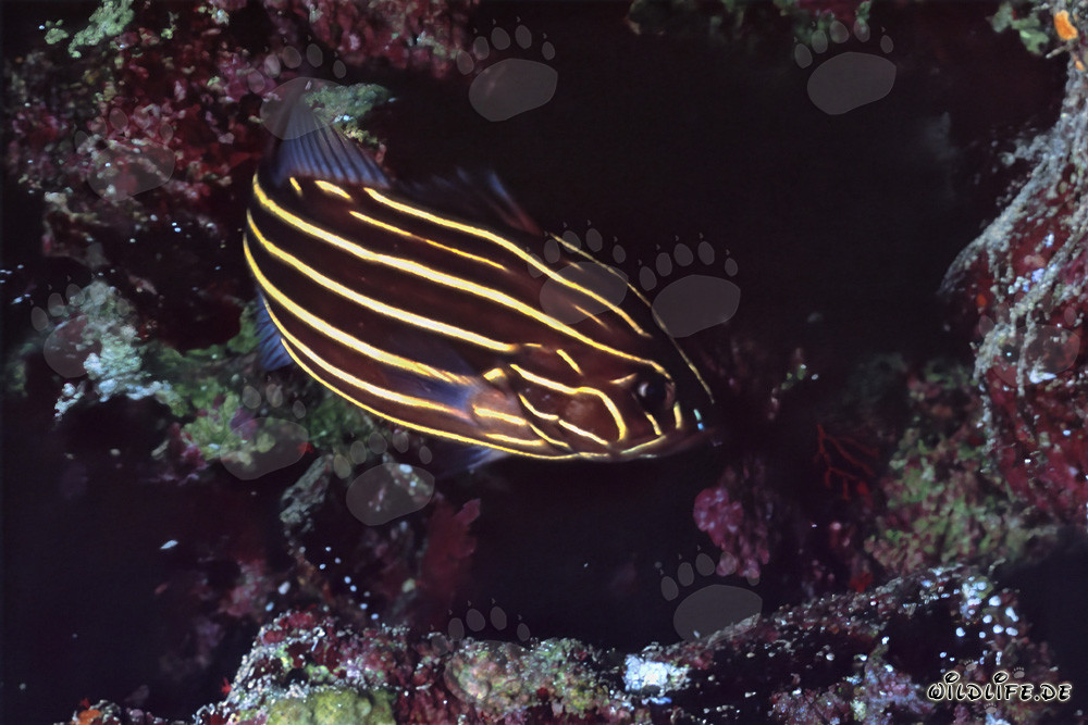 Il timido pesce saponato a sei strisce nelle acque del Mar Rosso