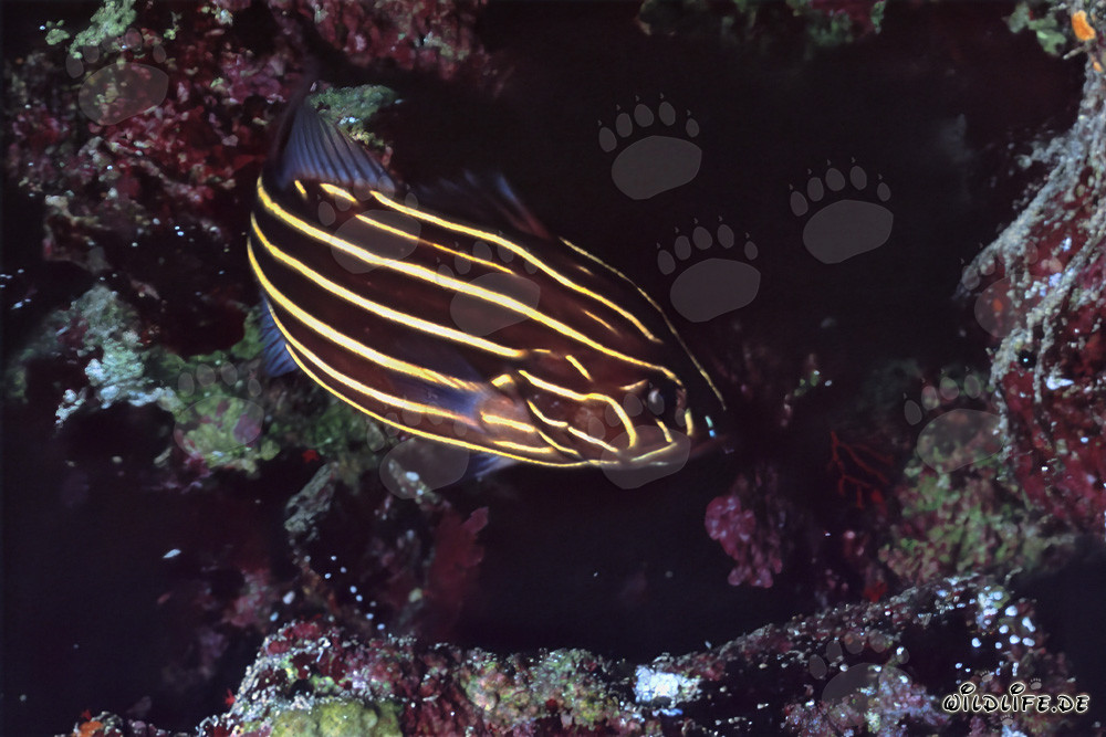 Le timide poisson-lézard à six bandes dans les eaux de la mer Rouge