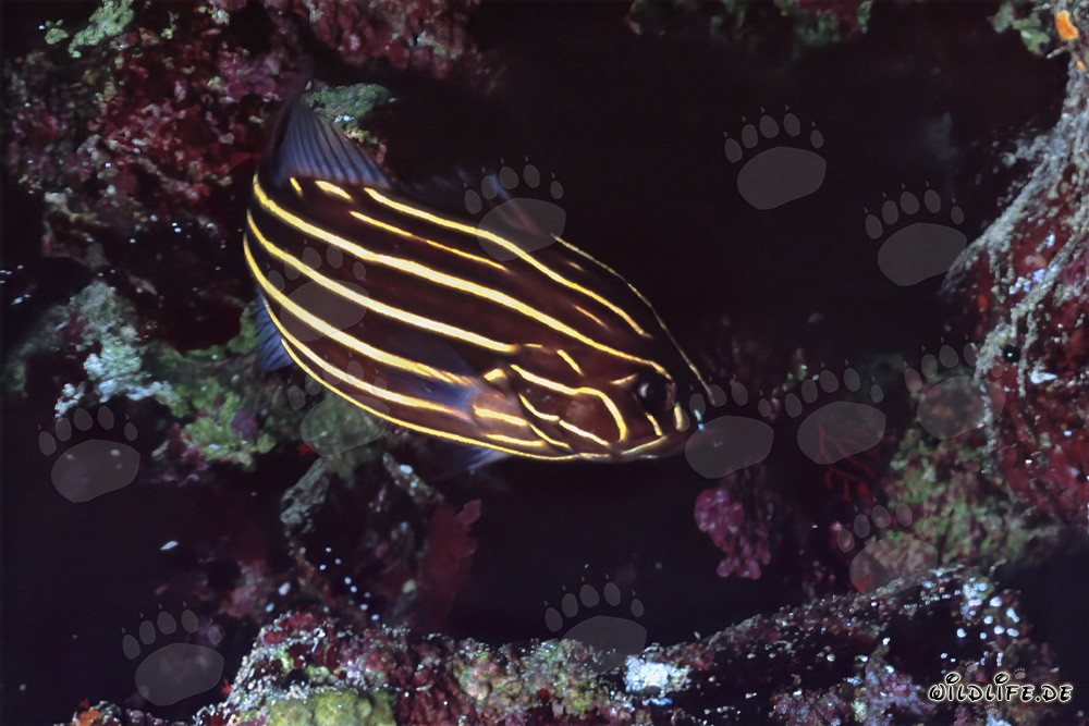 The elusive Sixstriped Soapfish in the waters of the Red Sea
