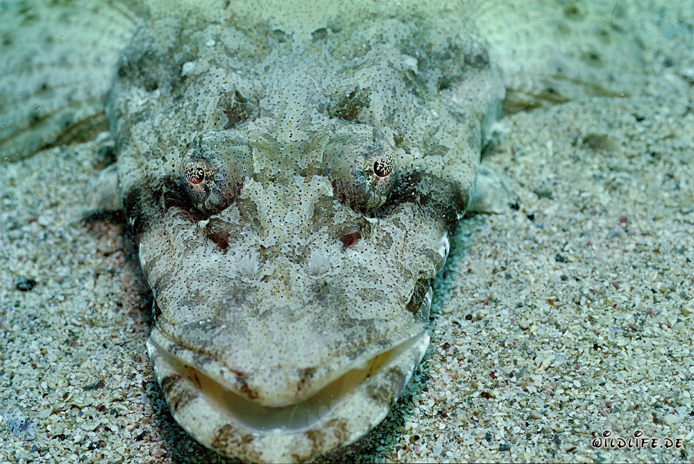 Indian flathead on sandy seabed