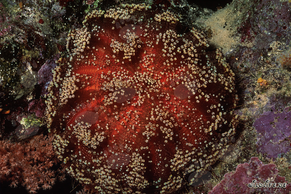 Fascinante erizo de mar en el Mar Rojo