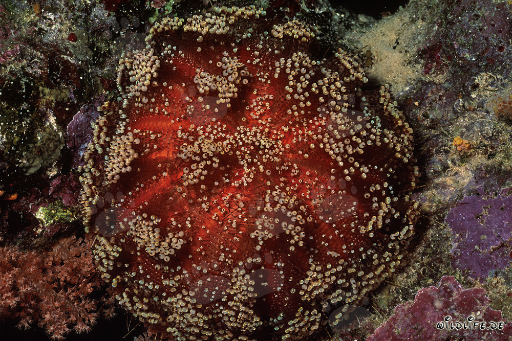 Oursin crayon fascinant dans la mer Rouge