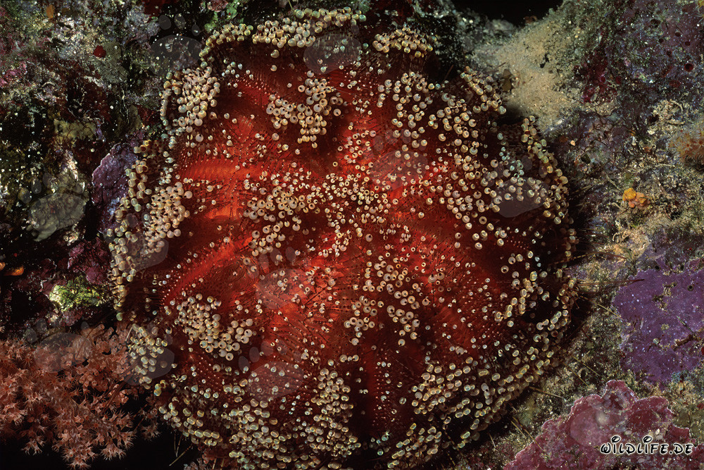 Affascinante riccio di mare nel Mar Rosso