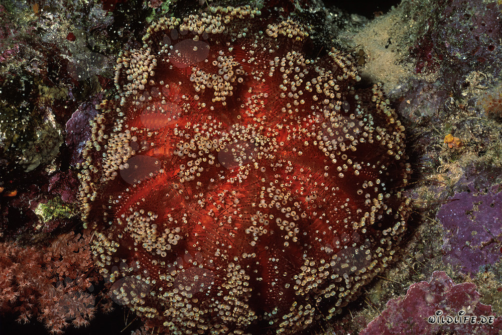 Fascinating Sea Urchin in the Red Sea