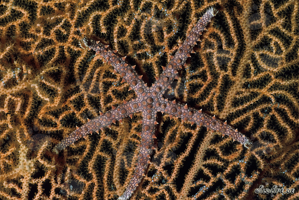 Estrella de mar fascinante en el Mar Rojo