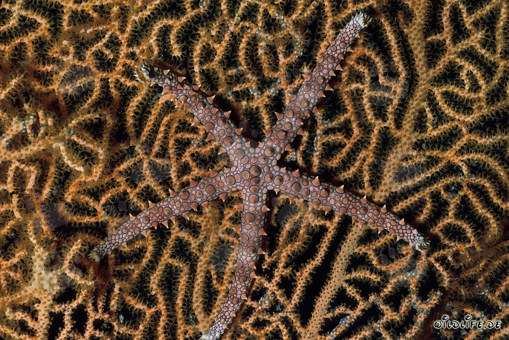 Étoile de mer fascinante dans la mer Rouge