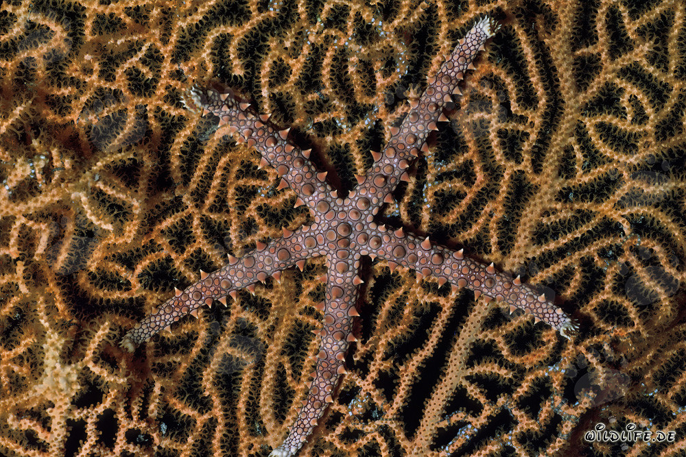 Fascinating Sea Star in the Red Sea