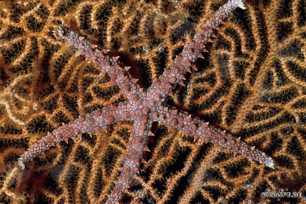 Estrella de mar fascinante en el Mar Rojo frente a la costa de Sinaí, Egipto