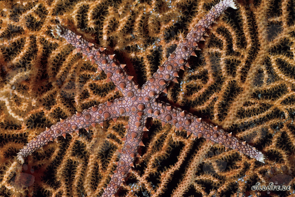 Étoile de mer fascinante dans la mer Rouge au large de la côte du Sinaï, Égypte