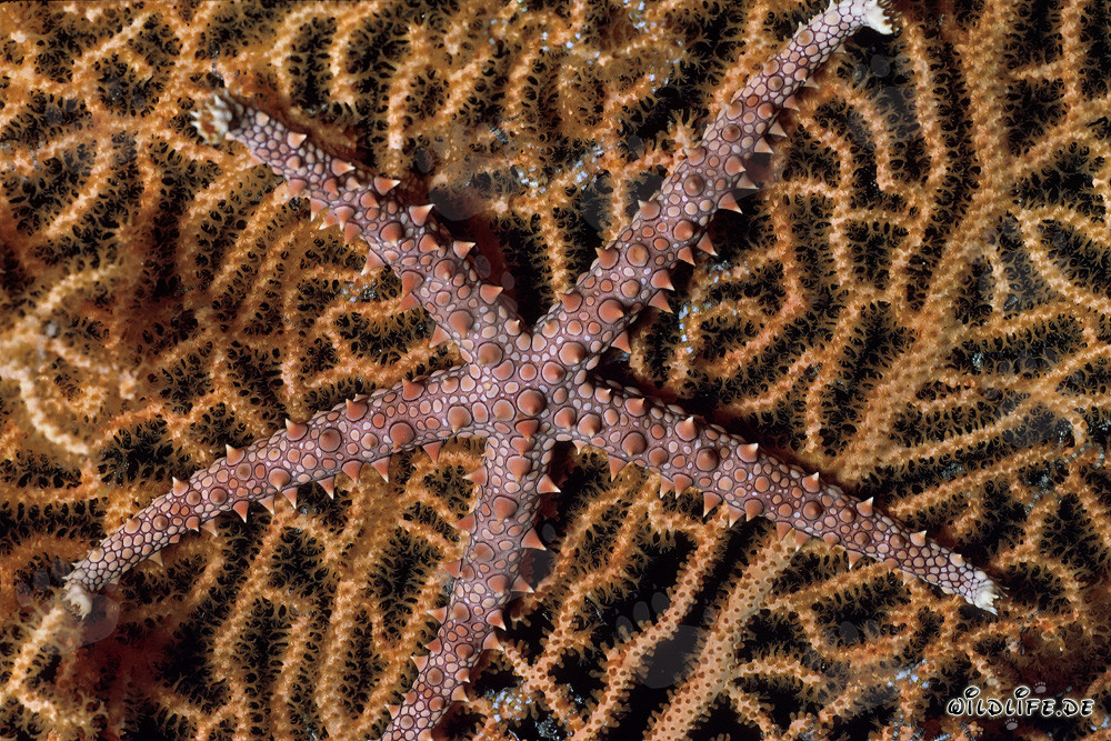 Fascinating sea star in the Red Sea off the coast of Sinai, Egypt