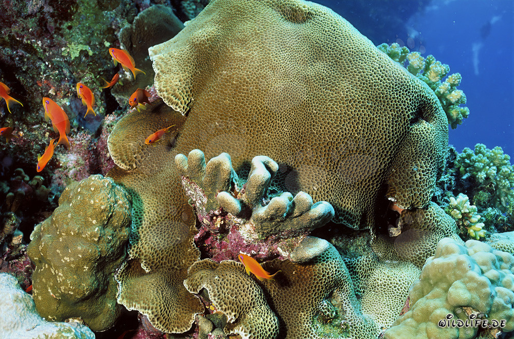 Paesaggio affascinante di barriere coralline a Ras Mohammad nel Mar Rosso in Egitto