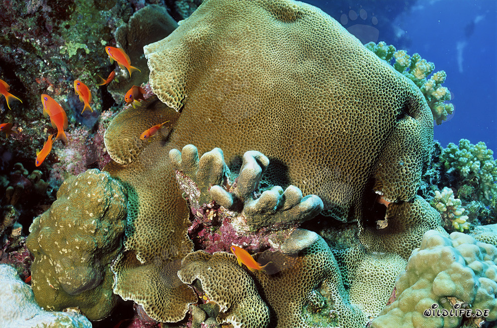 Paysage fascinant de récifs au Ras Mohammad dans la mer Rouge en Égypte