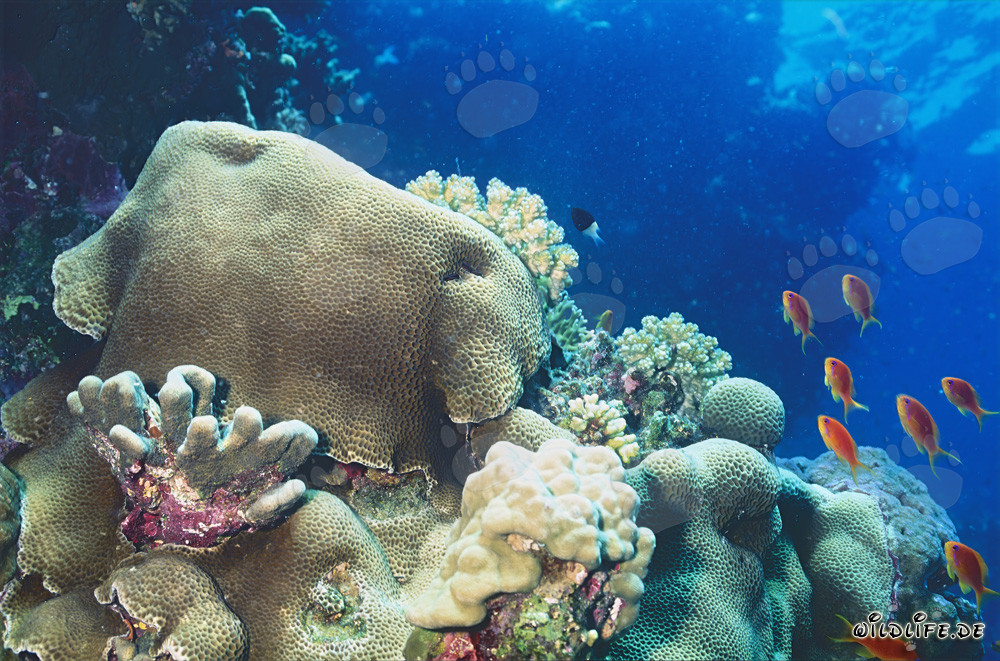 Paysage fascinant des récifs de la mer Rouge - Plongée et découverte