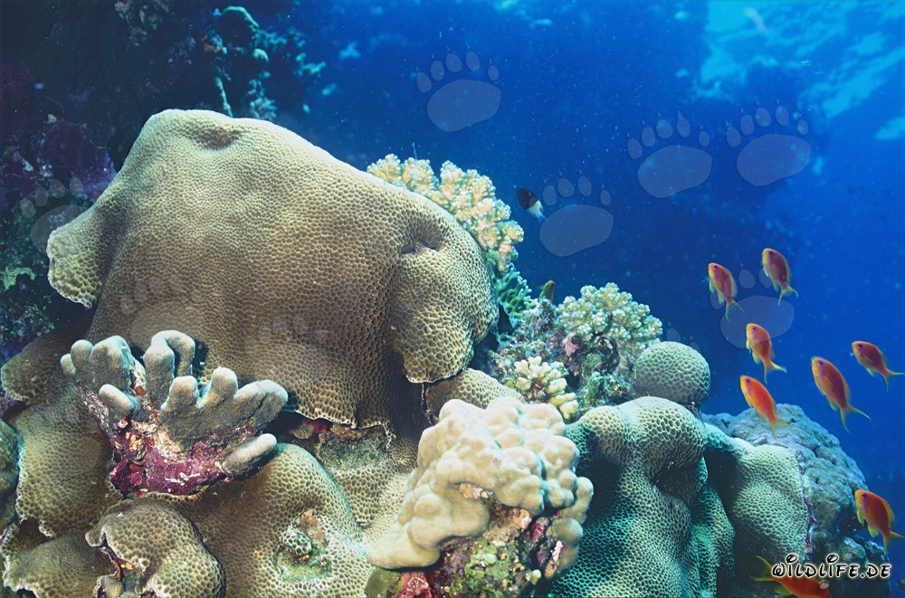 Fascinating Reef Scenery in the Red Sea - Diving and Exploration