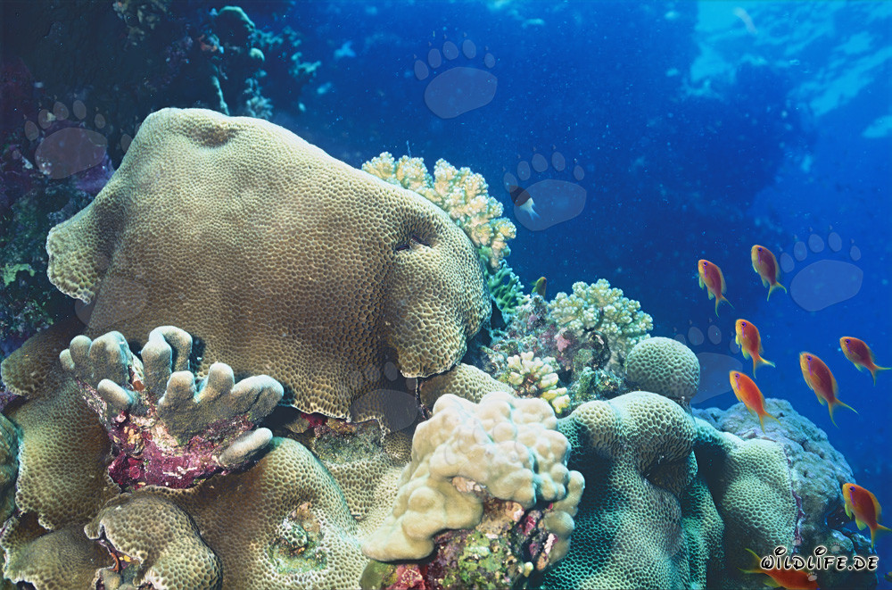 Faszinierende Rifflandschaft im Roten Meer - Tauchen und Entdecken