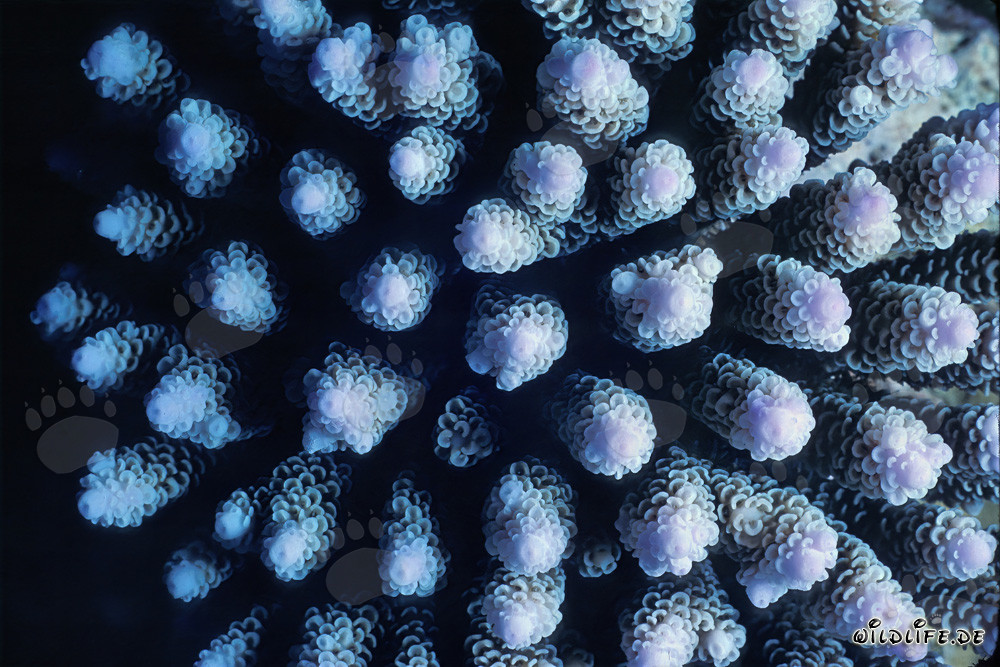 Beautiful Stony Coral in the Waters of the Maldives