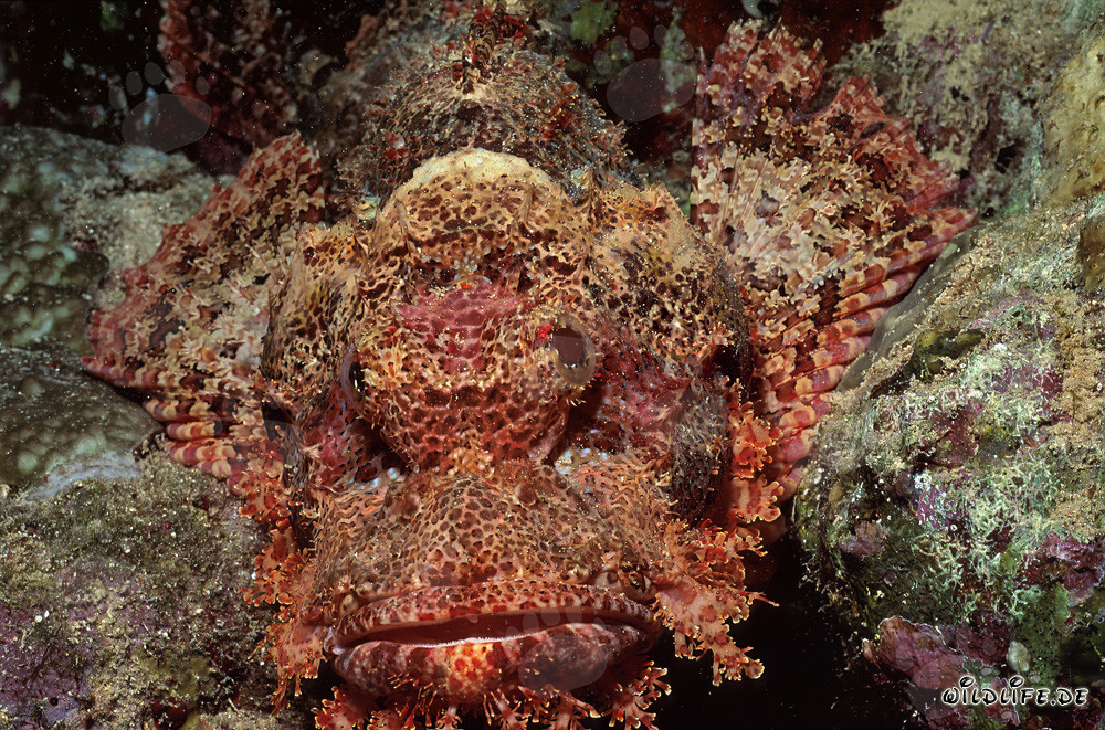 A bearded scorpionfish waits for prey in the reef