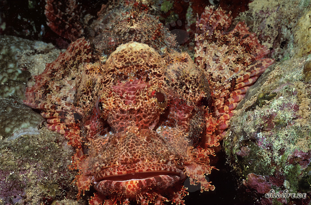 Una cabeza de dragón barbudo acecha en el arrecife de coral en busca de presas