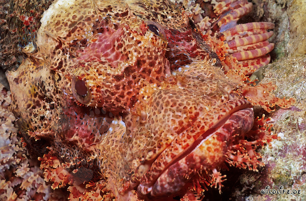 Master of Camouflage: Bearded Scorpionfish (Scorpaenopsis barbata) Portrait